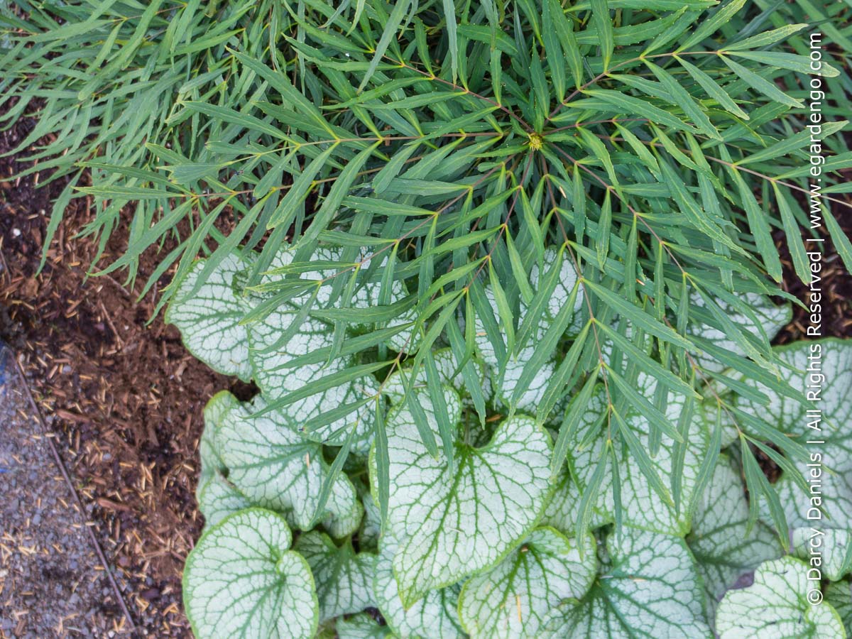 Image of Mahonia and Brunnera plants