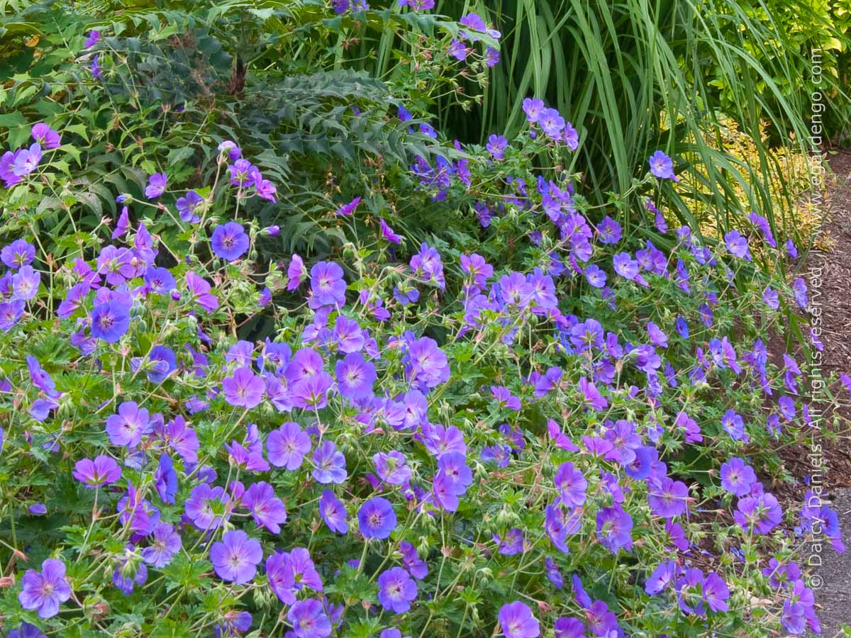 Geranium Rozanne 'Gerwat'