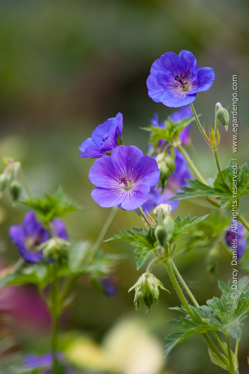 Geranium 'Rozanne'