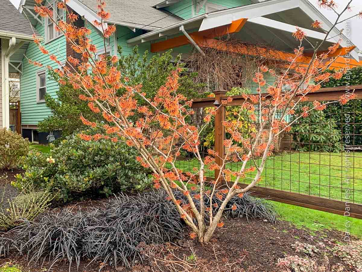 Hamamelis Jelena Witch Hazel Hamamelis Jelena Witch Hazel