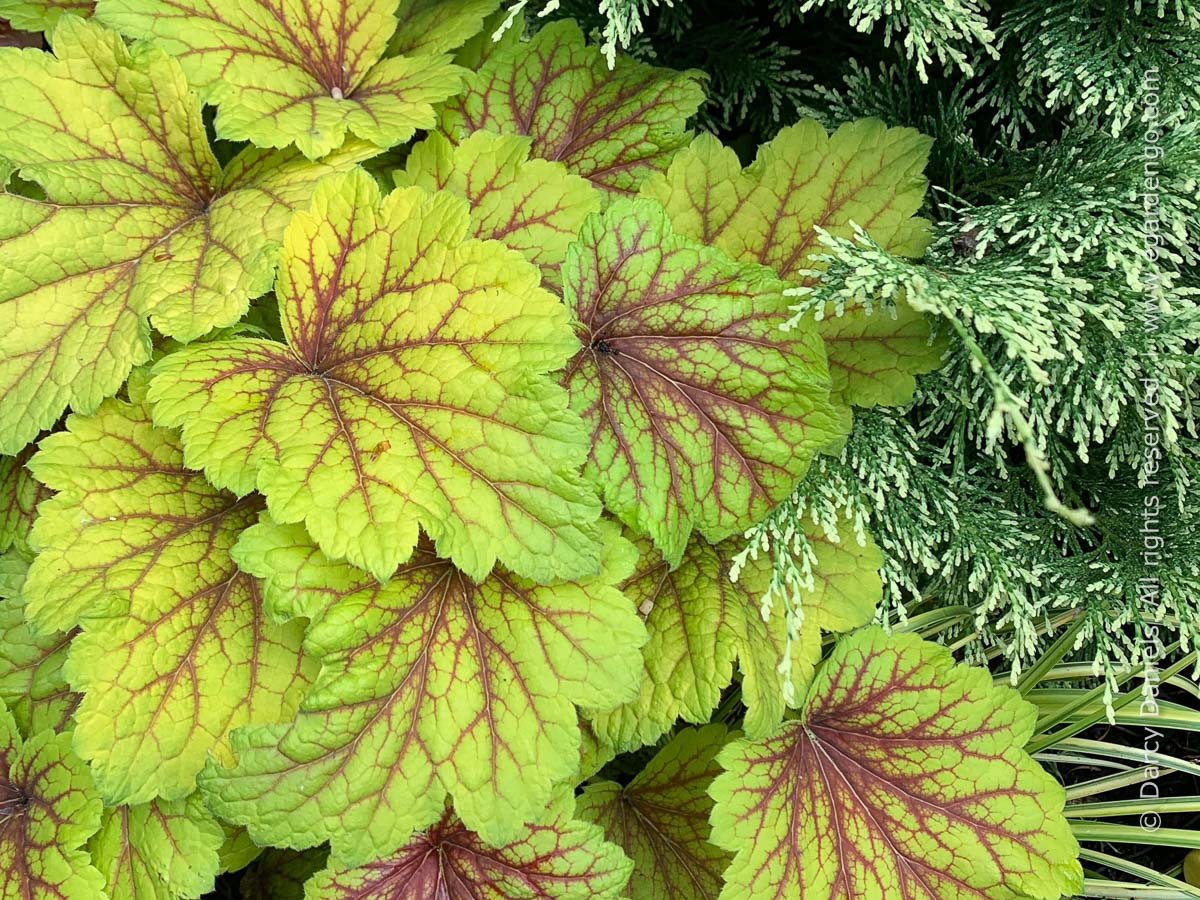 heuchera red lightning