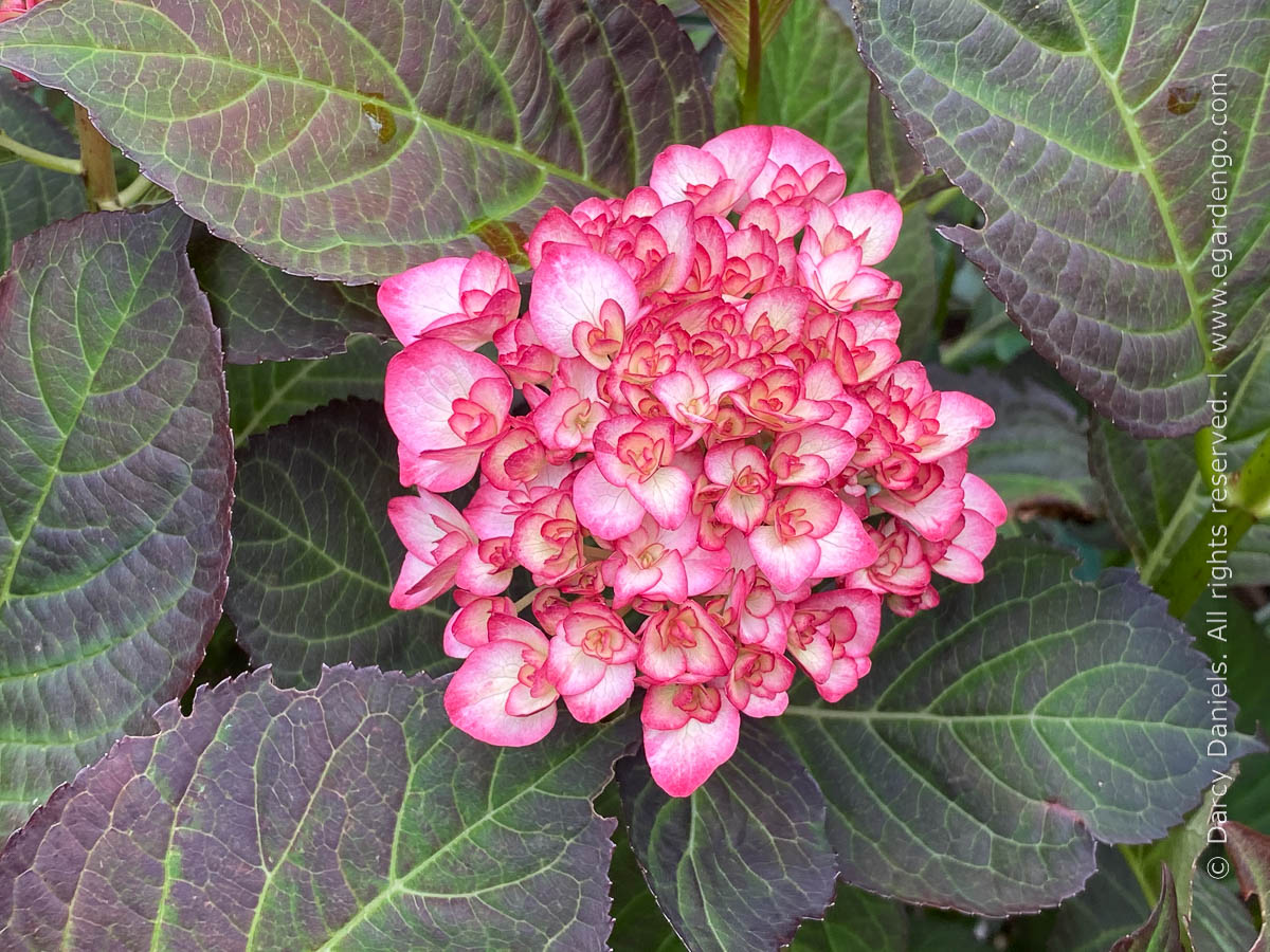 Hydrangea macrophylla 'Nigra' - Devil Mountain Wholesale Nursery