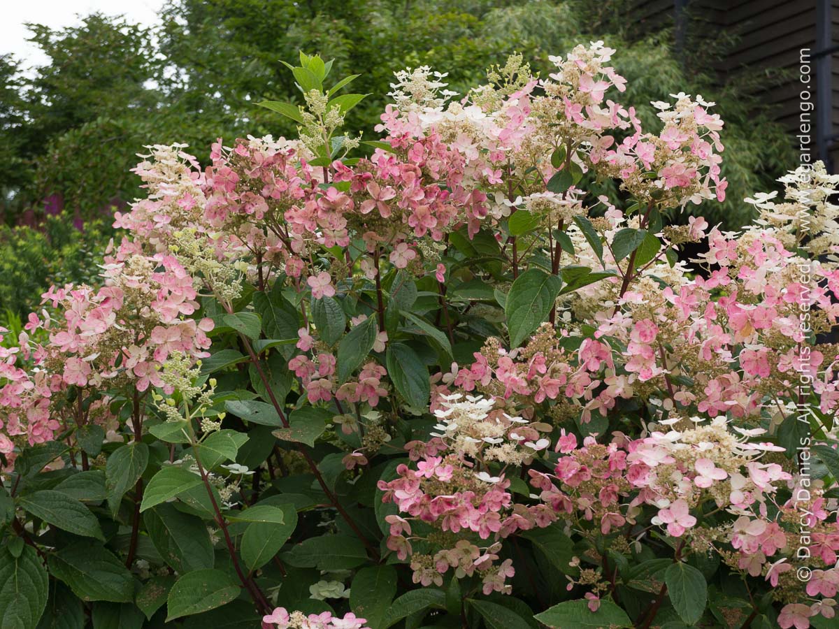 hydrangea-paniculata-bulk-quick-fire