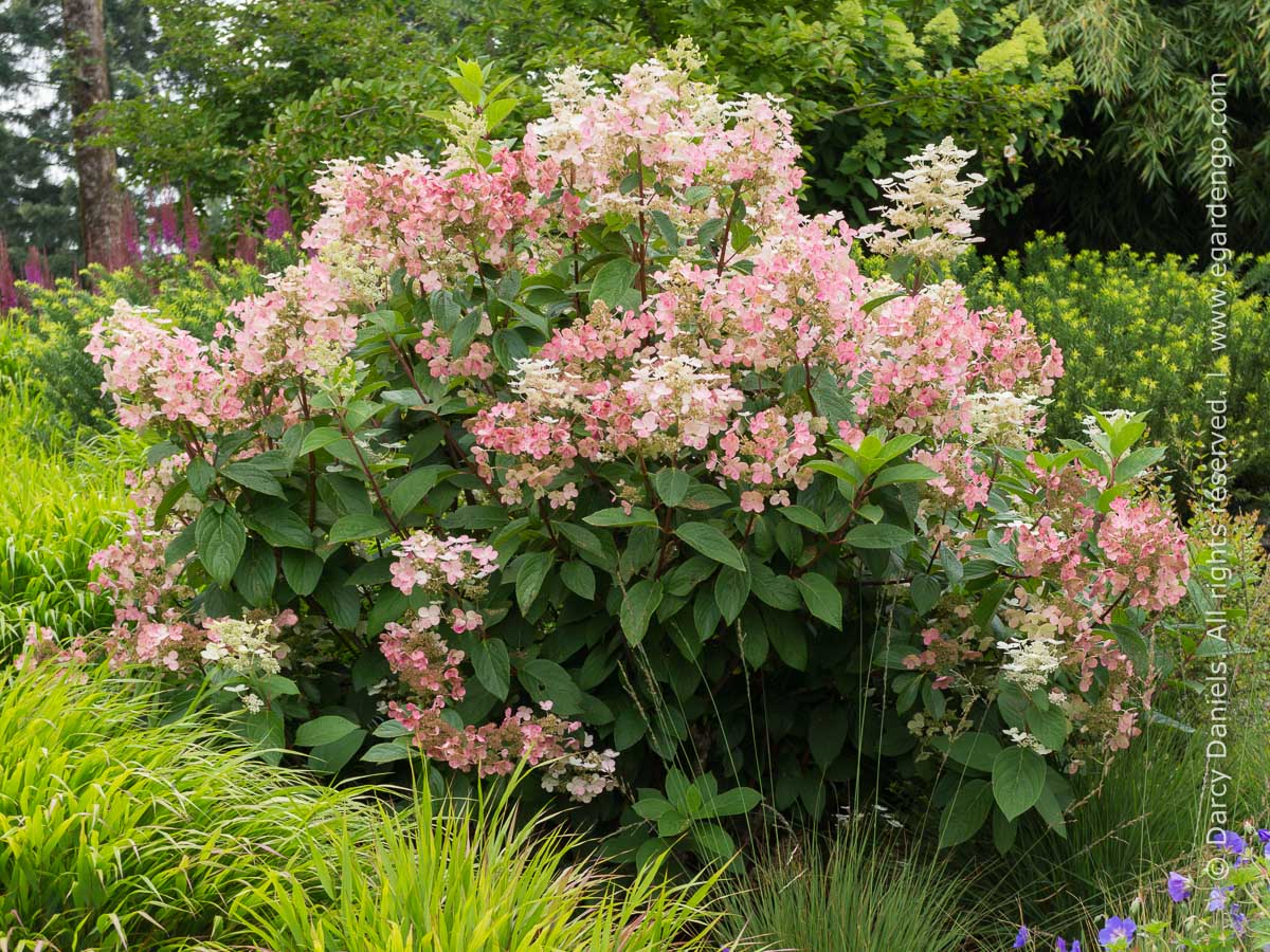 Hydrangea Paniculata Bulk Quick Fire® 4424