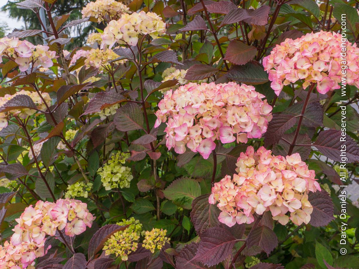 Image of Hydrangea serrata preziosa in full bloom