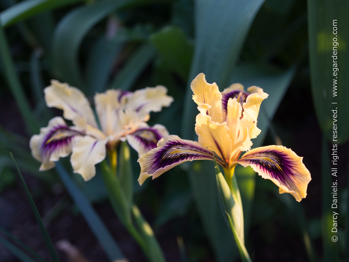 Iris x pacifica