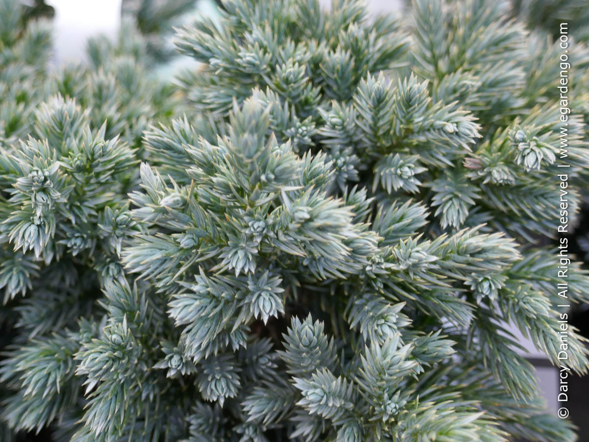 blue star juniper care