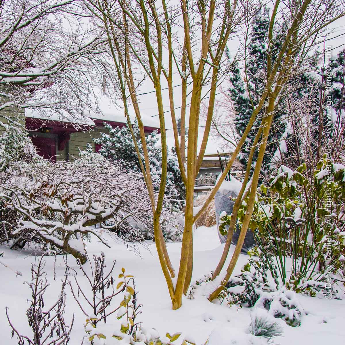 Lagerstroemia hybrid 'Zuni'