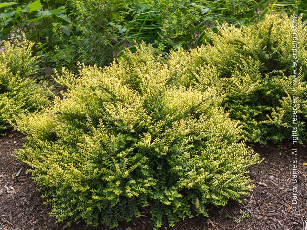 Lonicera nitida 'Twiggy'