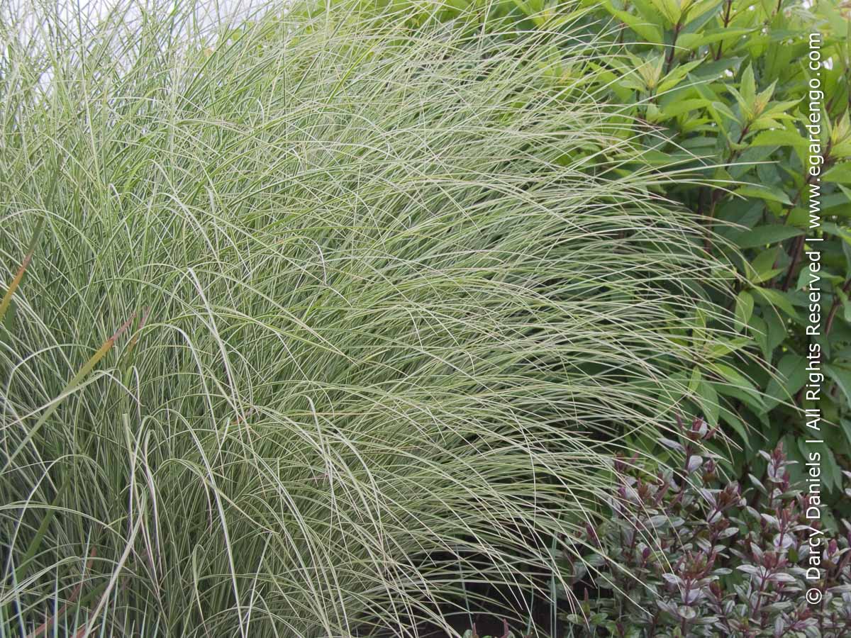 Miscanthus Sinensis Morning Light Miscanthus Sinensis Morning Light