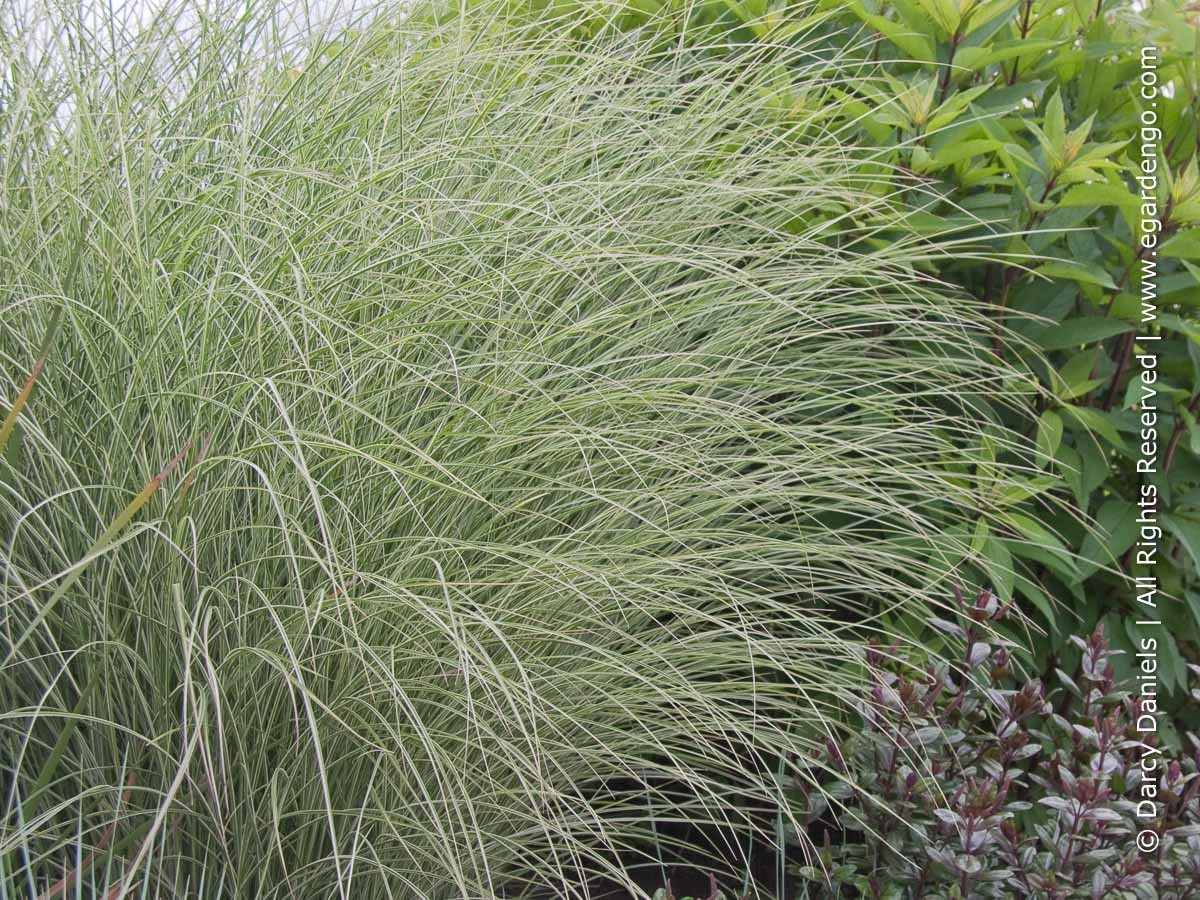 Miscanthus Sinensis Morning Light