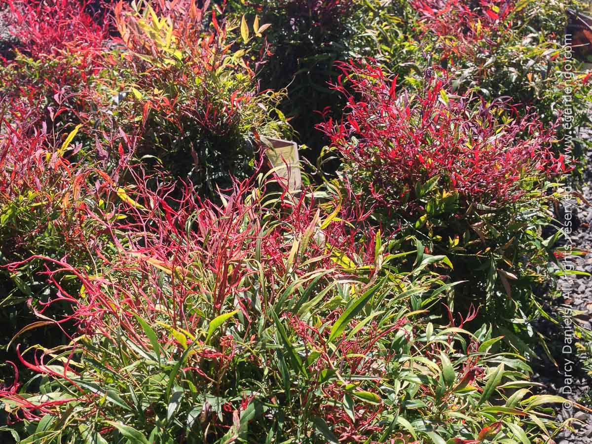 Nandina Domestica Baie De Lune