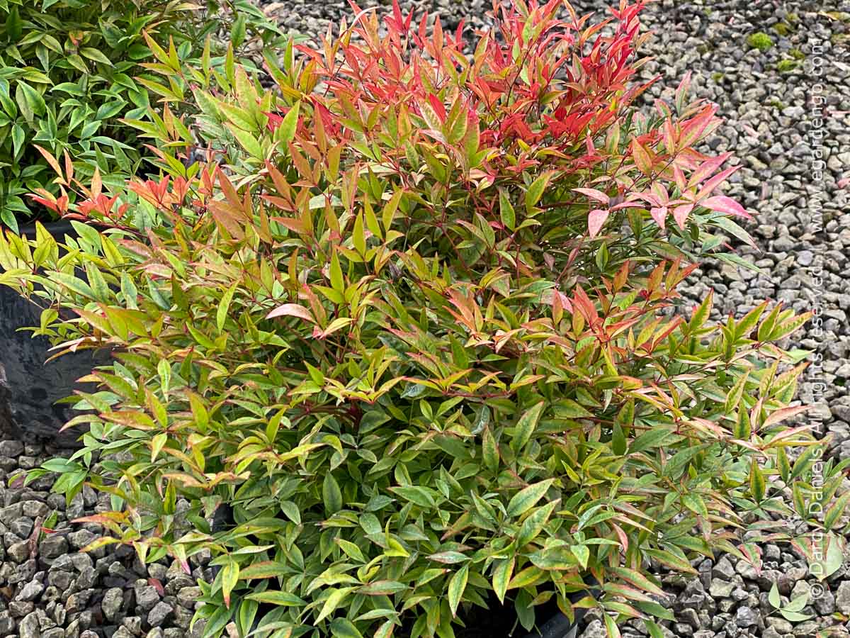 Nandina domestica 'Moon Bay'