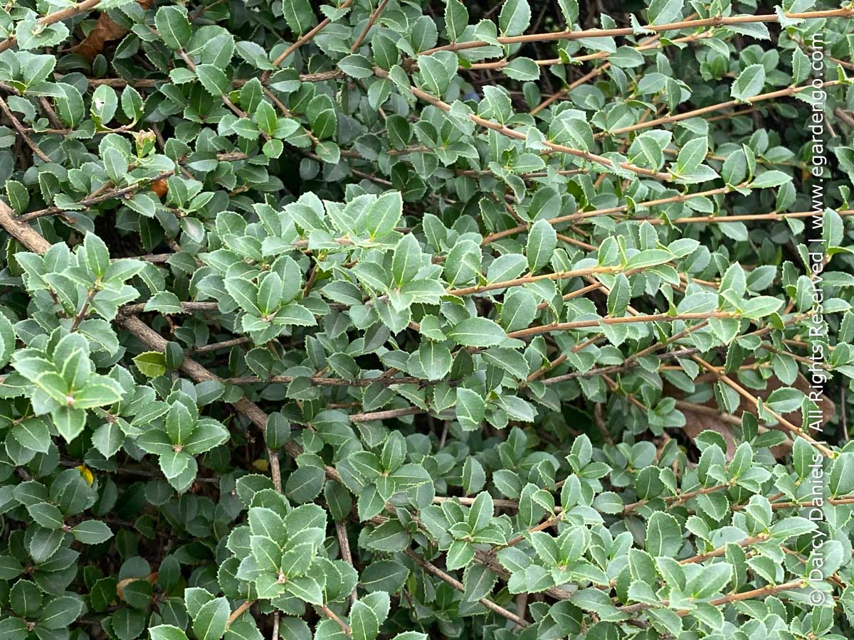 Osmanthus delavayi