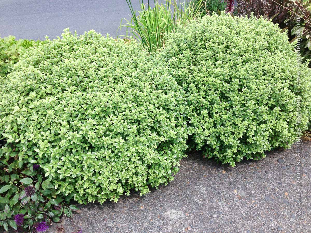Pittosporum Tenuifolium Golf Ball Pittosporum Tenuifolium Golf Ball