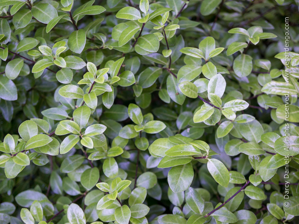 Pittosporum tenuifolium 'Golf Ball'