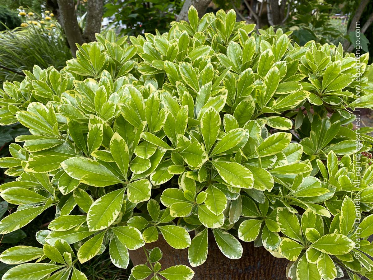 Compact Shrubs For Small Gardens