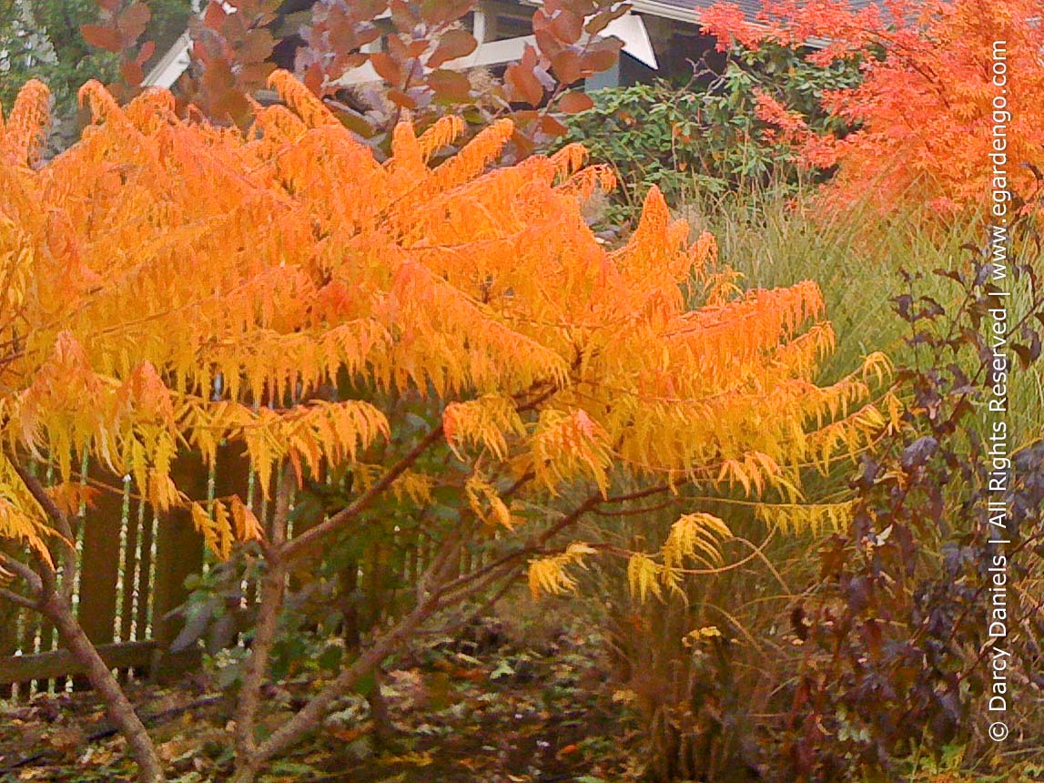 Rhus typhina Tiger Eyes - Sumac vinaigrier