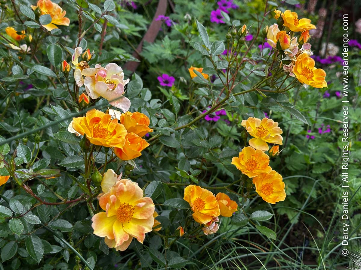 Rosa x 'ChewMayTime'