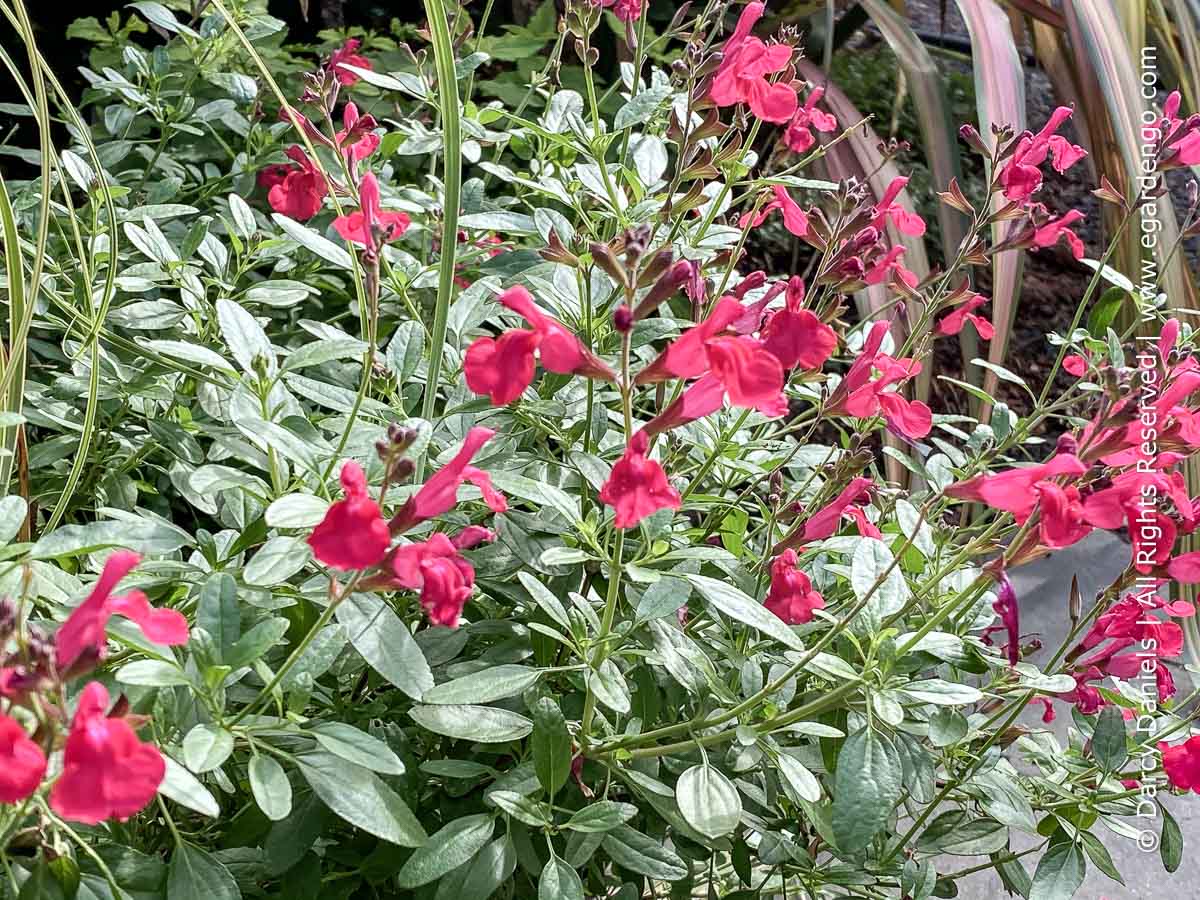 Salvia greggii Mirage™ Hot Pink