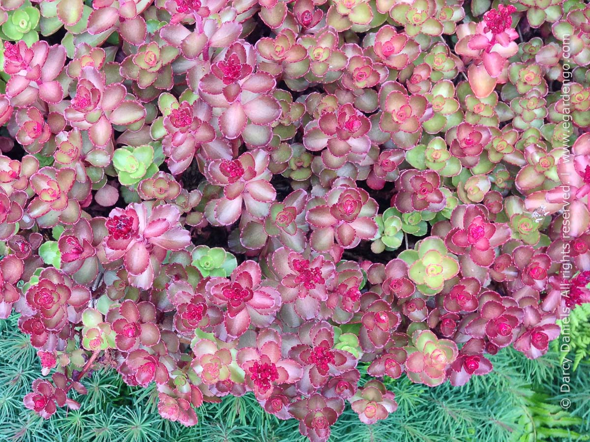 Sedum spurium Dragons Blood