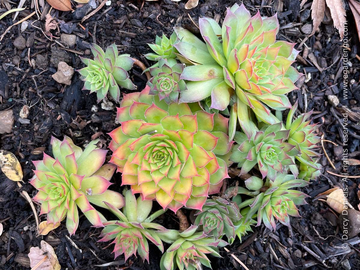 Kit Collection Sempervivum Chick Charms® (Par 6