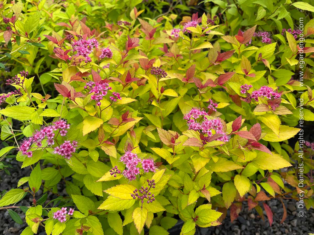 Spiraea japonica 'Walbuma' MAGIC CARPET®