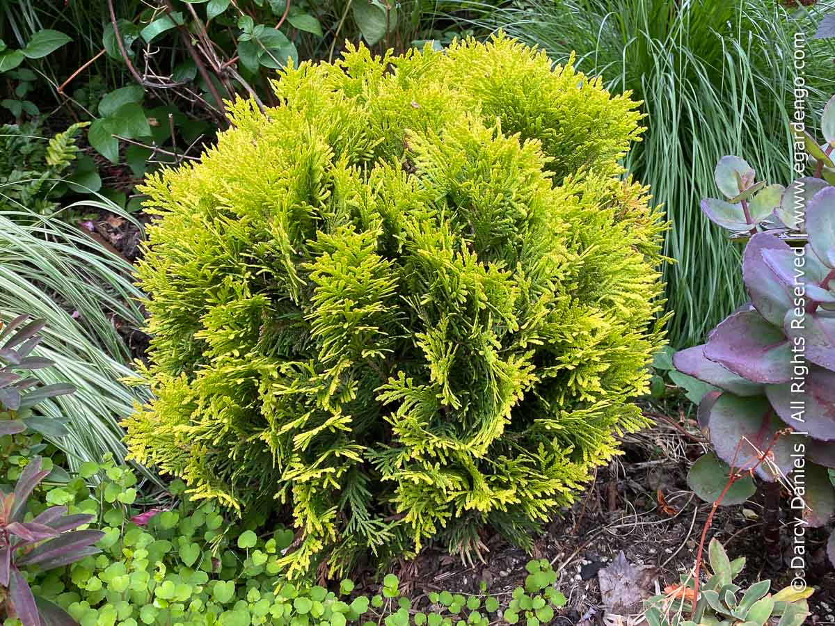 Thuja occidentalis 'Autumn Moon'