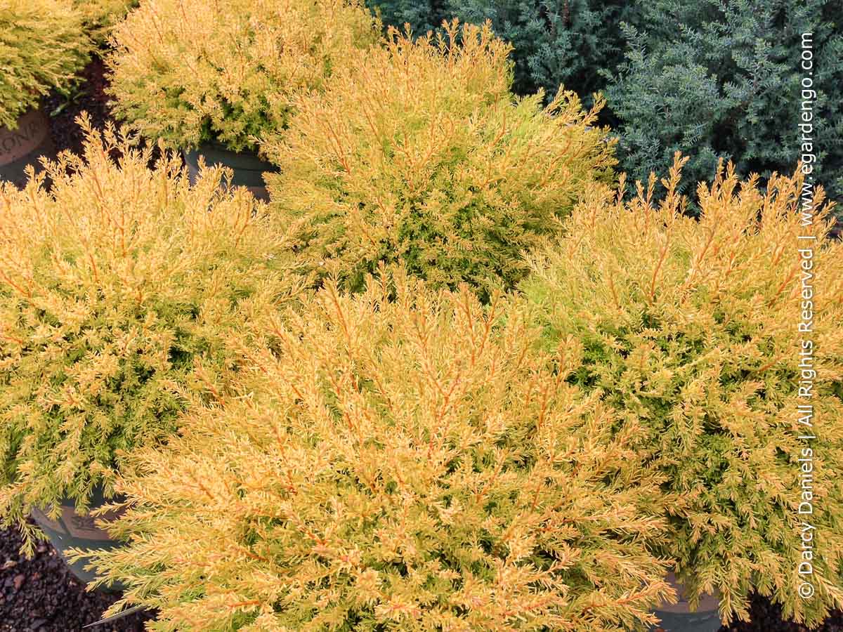 Thuja occidentalis 'Rheingold'