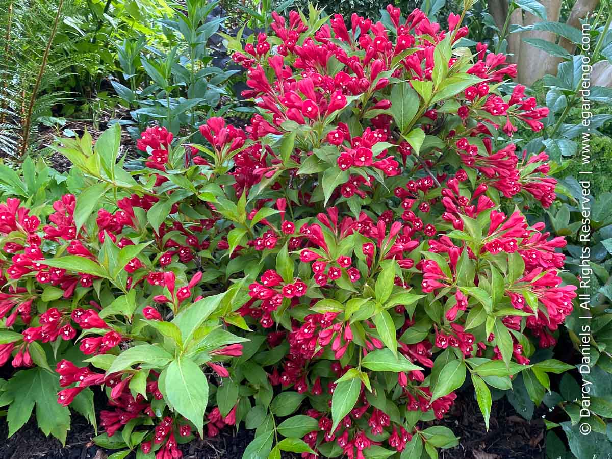 Weigela 'Slingco 1' Crimson Kisses™