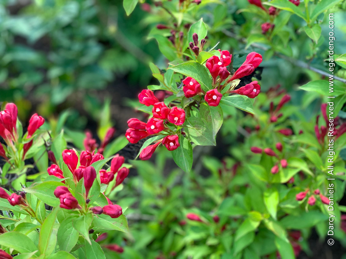 Weigela 'Slingco 1' Crimson Kisses™