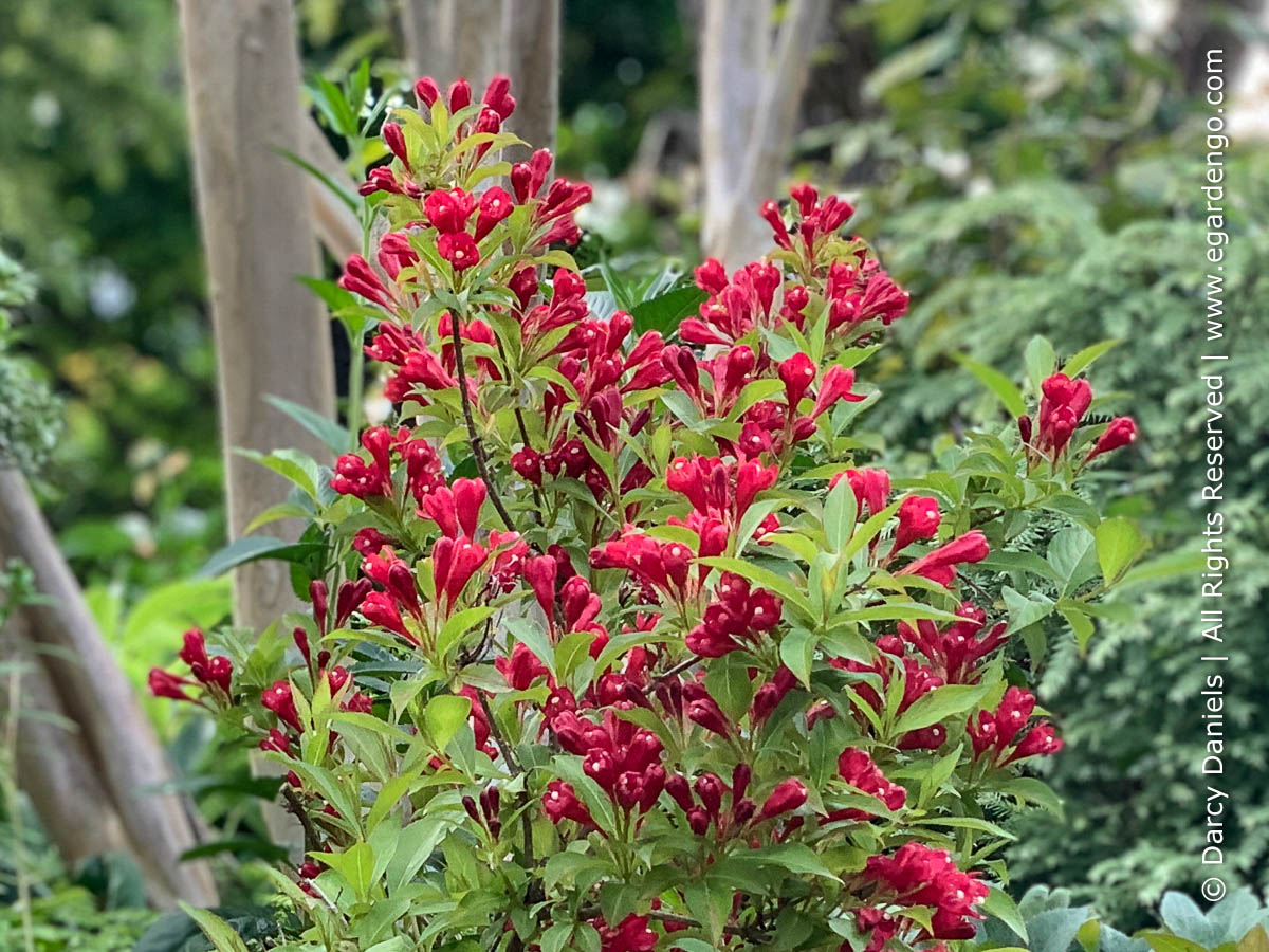 Weigela 'Slingco 1' Crimson Kisses™