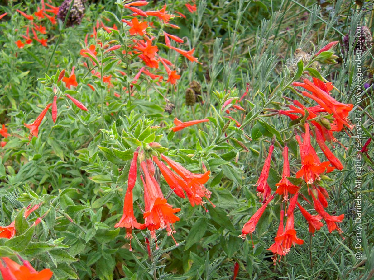 Zauschneria Californica Zauschneria Californica