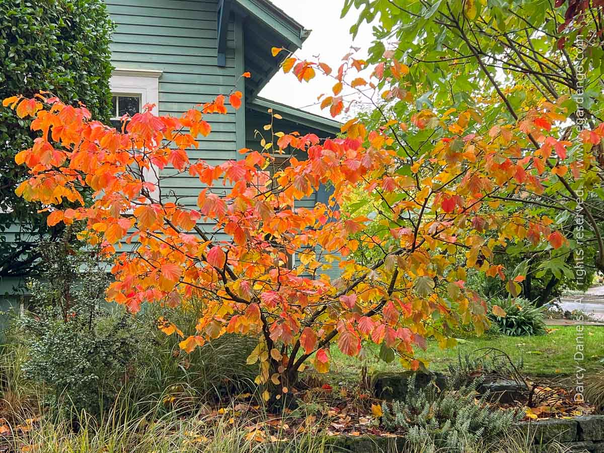 Hamamelis Jelena Witch Hazel Hamamelis Jelena Witch Hazel