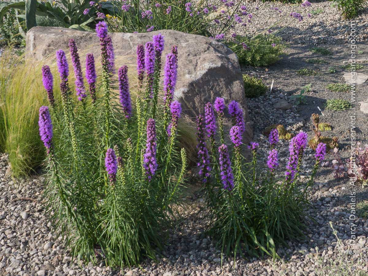 Liatris spicata clearance kobold