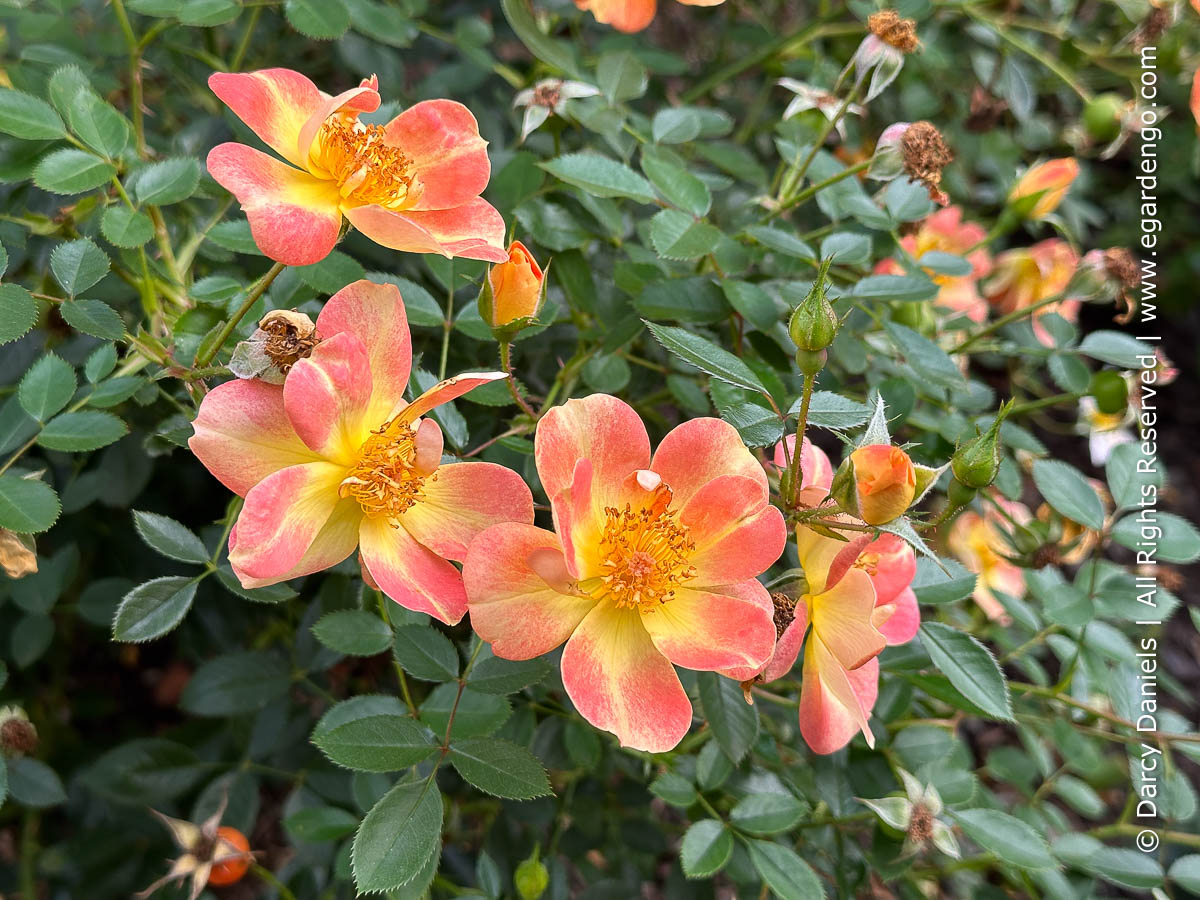Rosa x 'ChewMayTime'