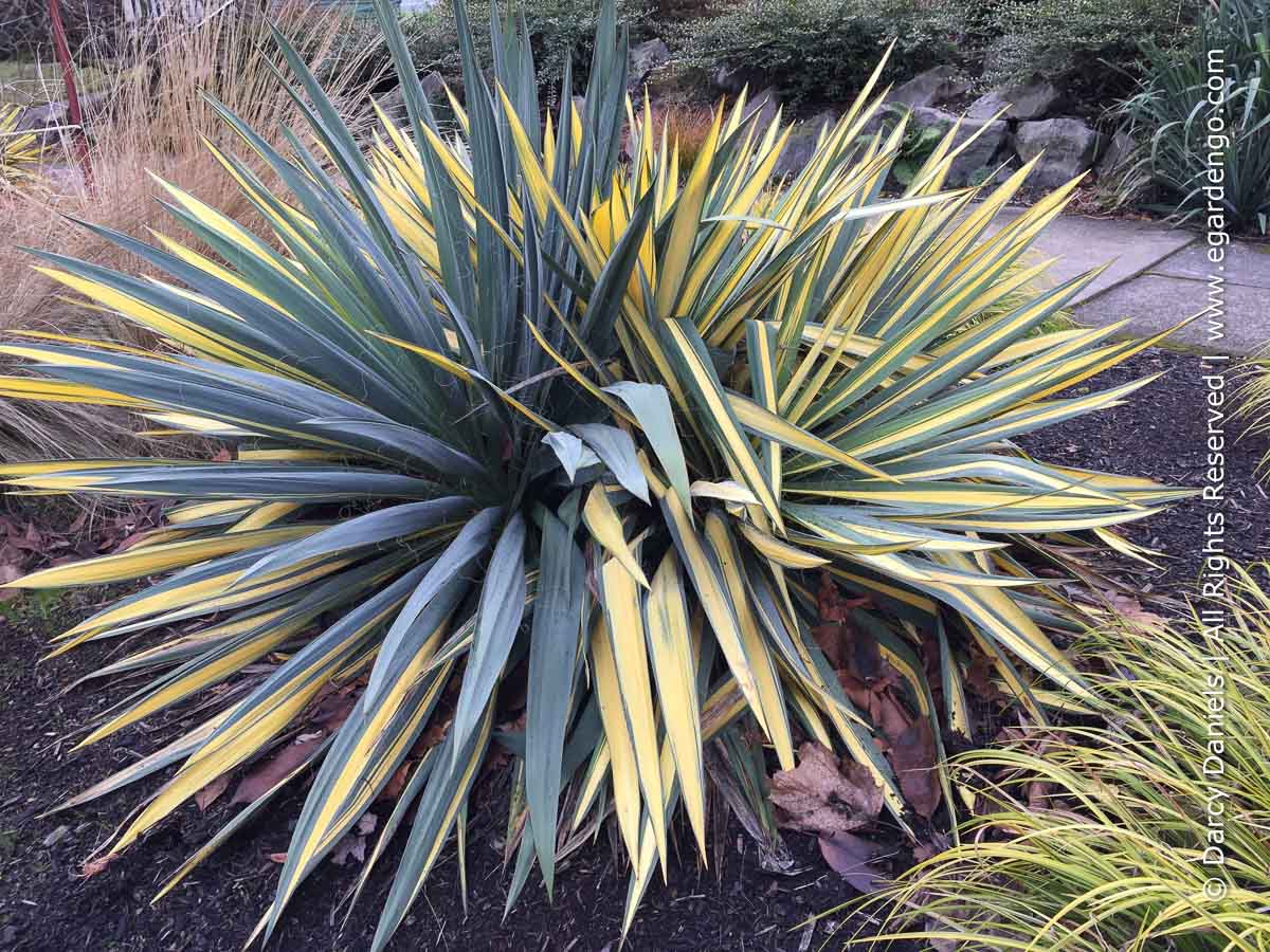 Yucca RED n GOLD Variegated Leaf Color Guard Perennial Ornamental 1 Live Plant Clumping Fast Growing Plants Rare COLD Hardy