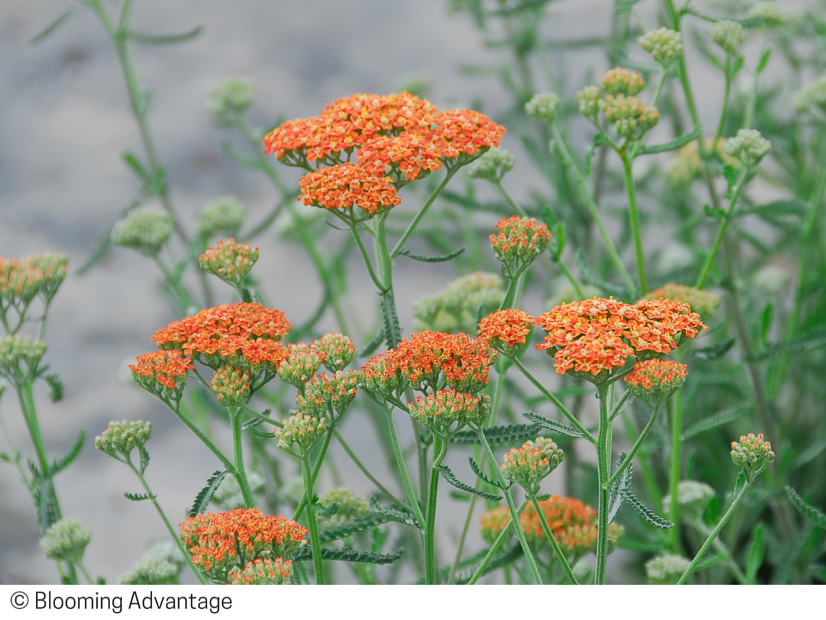 Achillea millefolium 'Terra Cotta'