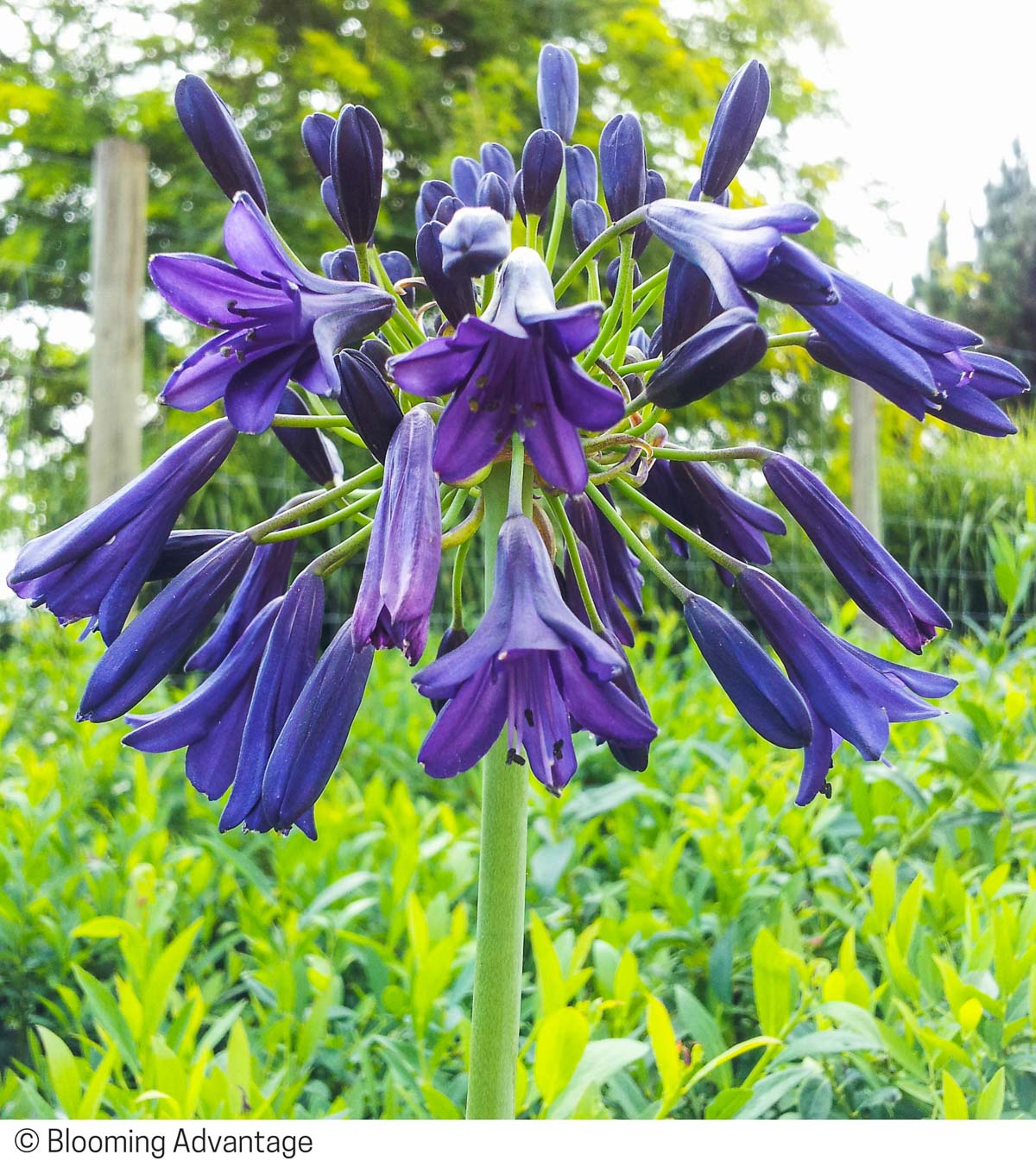 Agapanthus 'Storm Cloud'