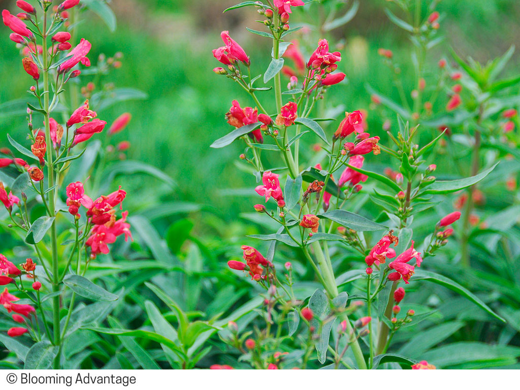 Penstemon Red Riding Hood