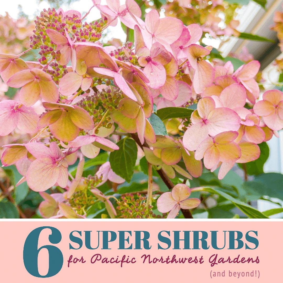 Six Super Shrubs That I M Growing In My Small Pnw Garden