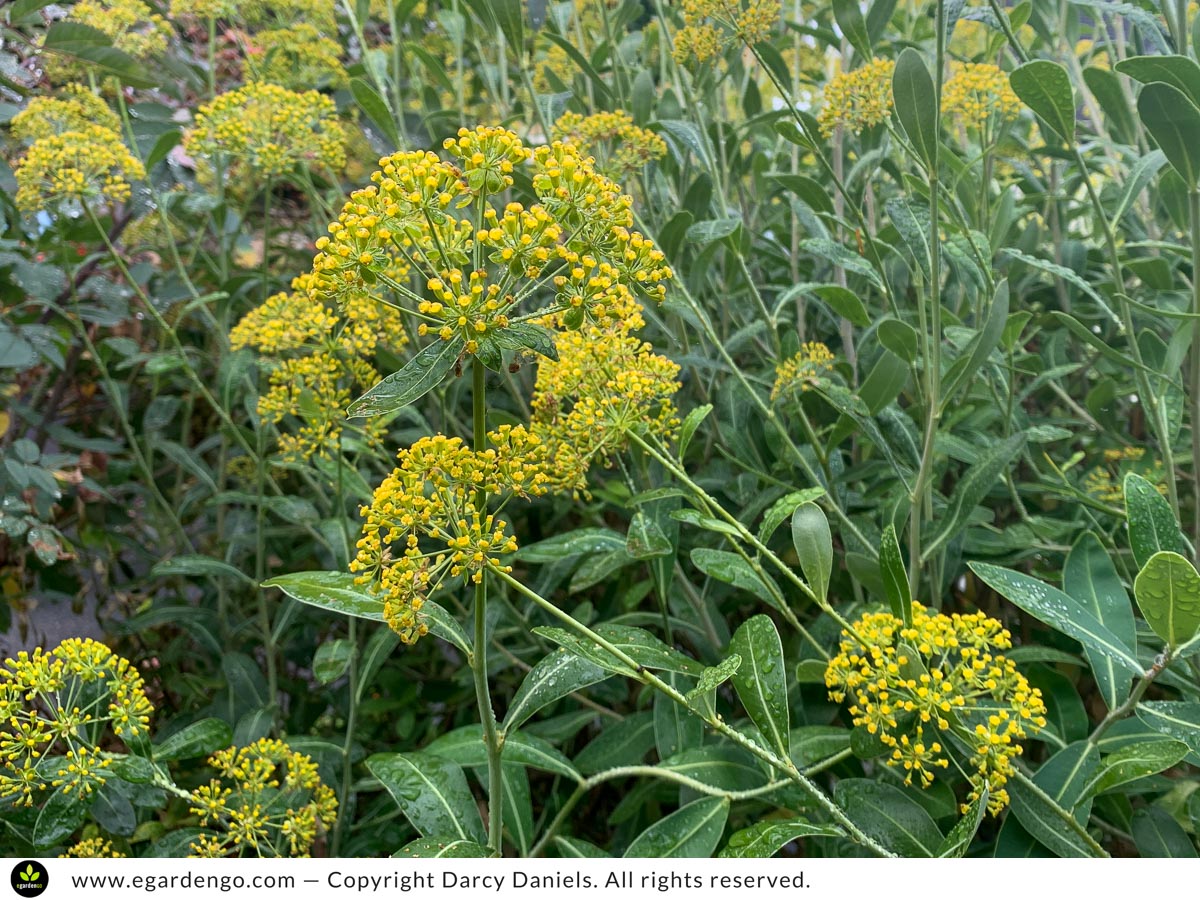 Bupleurum fruticosum