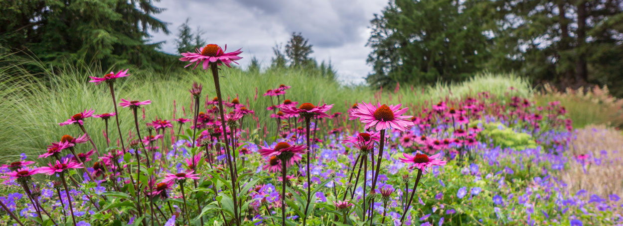 Perennial Garden in Summer
